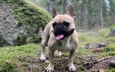 5 sjove informationer om en fransk bulldog